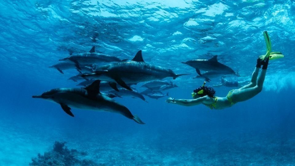Dolphin Watching Mnemba Island